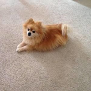 Meet your Posher, Barbara